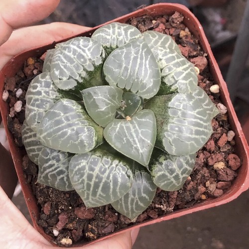 6cm succulent plant haworthia - succulent,