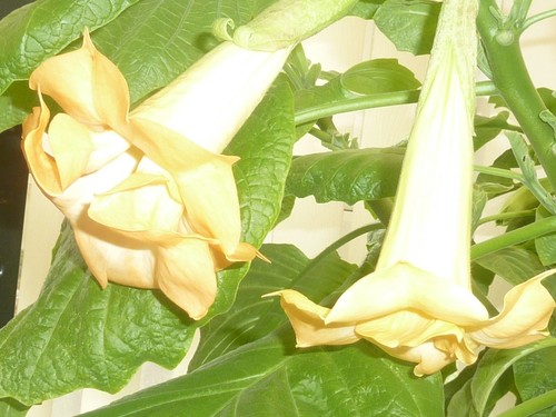 Brugmansia angels gold face - brugmansia,