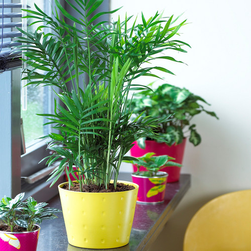 Chamaedorea palm elegans - chamaedorea,