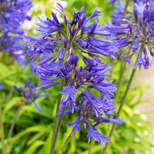 3 x Agapanthus 'Navy Blue' 9cm pots