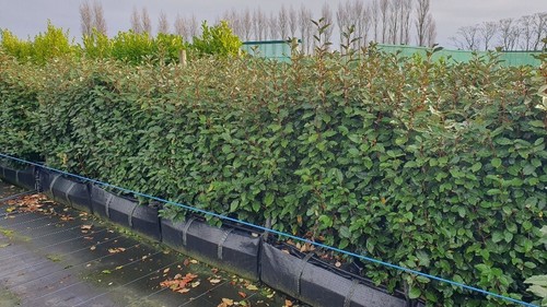 Elaeagnus ebbingei instant - elaeagnus,