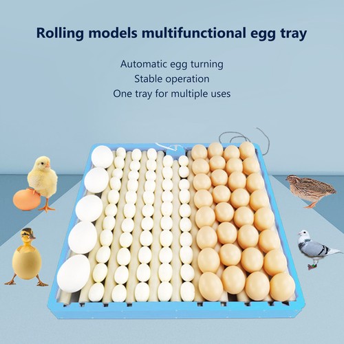 Automatic incubator egg turner - egg,