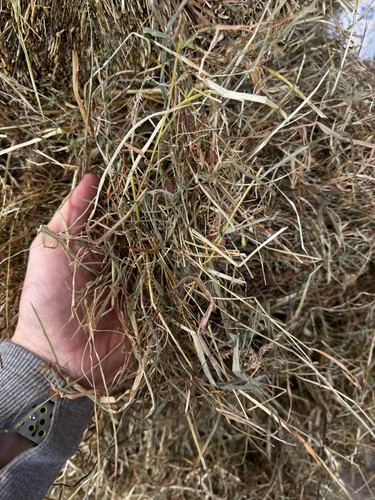 Irish fresh meadow hay - fresh,