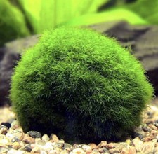 5x MARIMO MOSS BALLS 1-4 cm