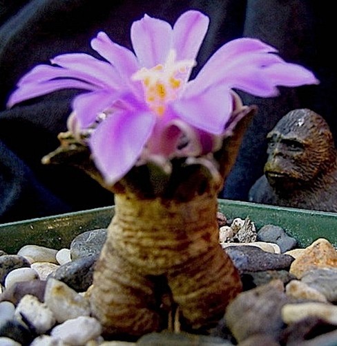 Ariocarpus kotschoubeyanus