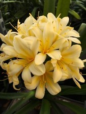 Clivia miniata Very Large Flowering Yellow x3 Seed. National Collection Holders.