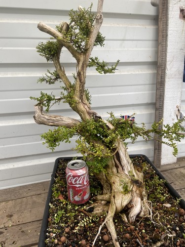 Lonicera honeysuckle bonsai - lonicera,