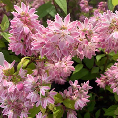 Deutzia strawberry fields - deutzia,