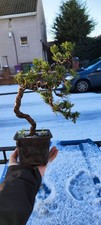 Cypress Bonsai 