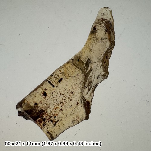 Madagascar copal with - , insect