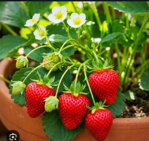 Great price 25x organic - price, !!!