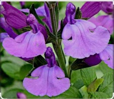2 x Cool Violet Salvia Hardy/Perennial Plants in 9cm Pots