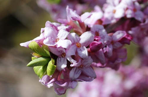 Daphne transatlantica pink - transatlantica,