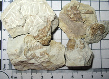 Devonian Kettneraspis