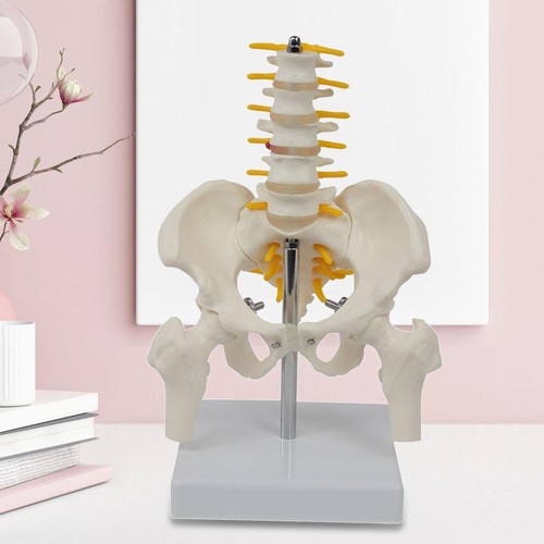 Pvc human pelvis skeleton - human,
