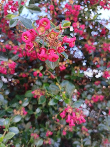 Bare root escallonia - x,