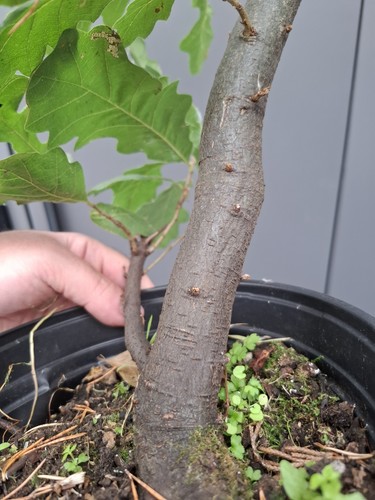 Chunky yamadori oak bonsai - oak,