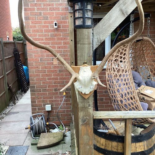 Collect only stag antlers - collect,