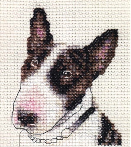 Bull terrier dog - dog, full