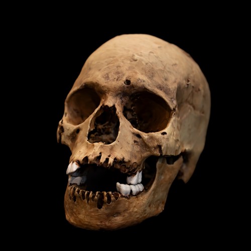 Lifesize human skull replica - lifesize,