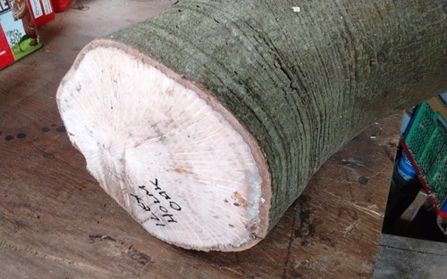 Holm ilex oak - crotch, bowl
