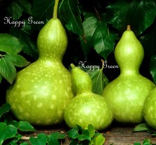 Large Bottle Gourd - Squash - 10 SEEDS - Cucurbita Pepo - Birdhouse - Climber