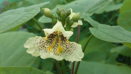 Catalpa ovata yellow - ovata,,