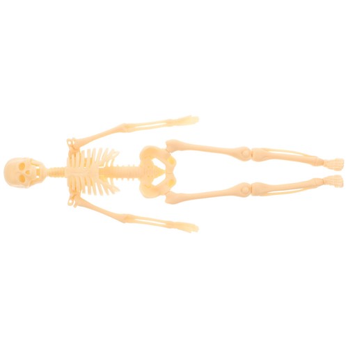 Human skeleton model - skeleton,