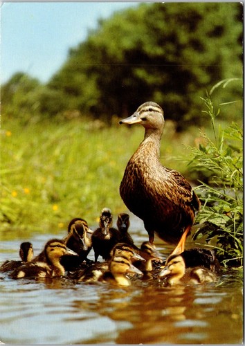 Postcard mallard duck - postcard,