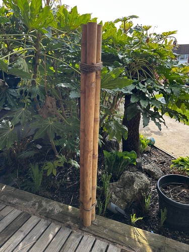 Short lengths natural apus - short,