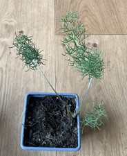 Pelargonium bowkerii plant