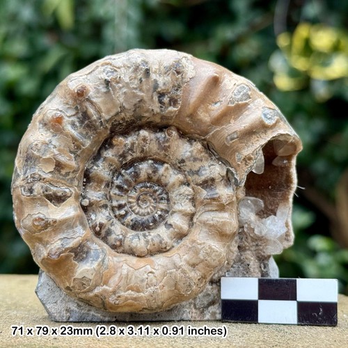Xipheroceras fossil ammonite - fossil,