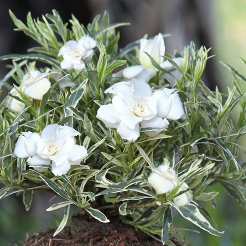 Gardenia jasminoides golden - jasminoides,