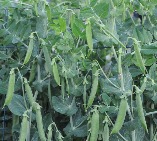 Pea meteor plug - plug, plants