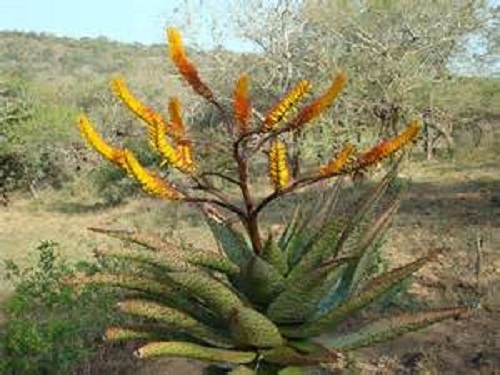 Aloe spectabilis evergreen - spectabilis,