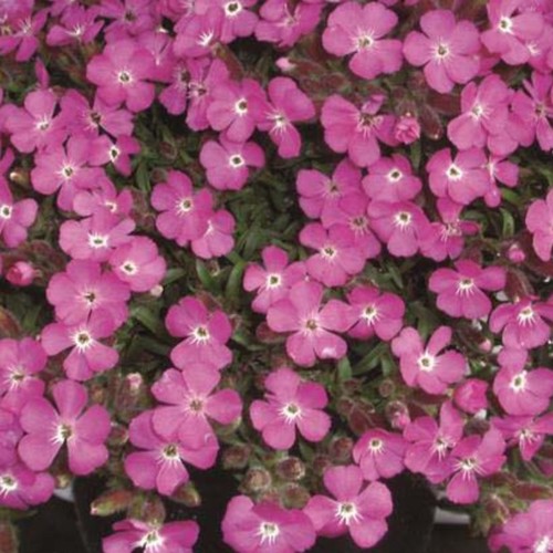 Saponaria plug plants garden