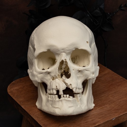 Human skull replica - human, life