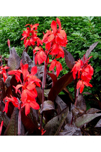Canna red futurity bulbs - red,