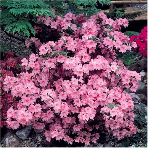 Dwarf japanese azalea - japanese,