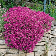 Red Aubrieta Audrey perennial