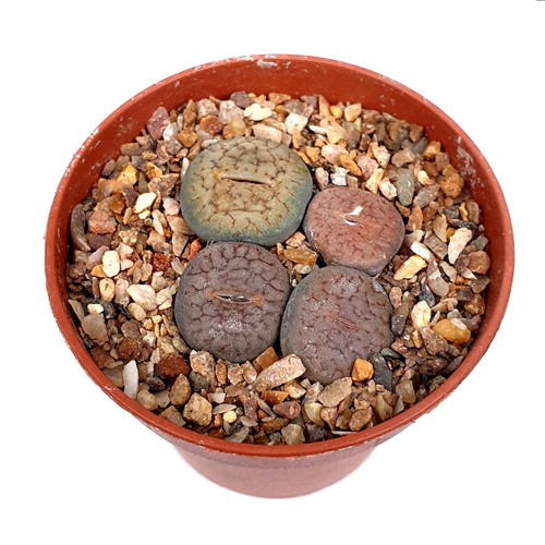 Mixed lithops group living - group,