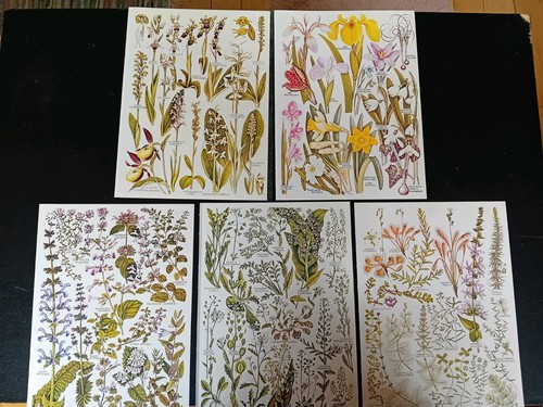 Vintage botanical pages paper - botanical,