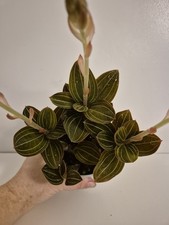 Ludisia Discolor | Jewel