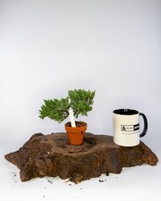 Japanese Juniper Nana Mame