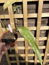 Aspidistra  aff. punctata