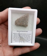 Dinosaur Sauropod Bone slice