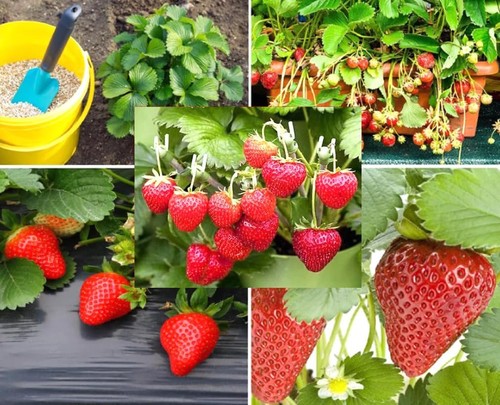 250pcs alpine strawberry fast - 250pcs,
