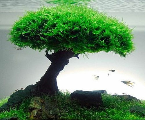 Rare flame moss live plant - live,