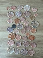 35 Flat Natural Scallop