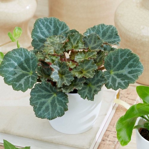 Plant theory 8cm saxifraga - plant,